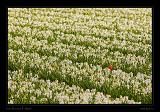 Keukenhof Hollandia 059